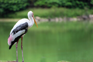 The Painted Stork bird (Mycteria leucocephala) in garden