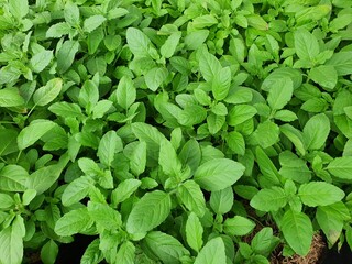 Ocimum sanctum is a herbaceous, canopy and herbaceous plant with green leaves with small jagged edges. Properties for treating colds, flatulence, flatulence, expelling wind, treating stomach ulcers.
