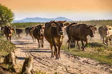 A pack of well-bred cows and bulls are pacing in evening time in Burdur, Turkey.