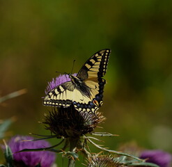 papillon butine une fleur de chardon