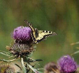 papillon butine sur un chardon