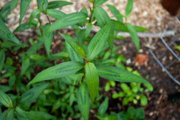 A Vietnamese cilantro plant growing in a garden. This culinary herb is a sub-tropical perennial and is used in Laksa soup dishes and salads.