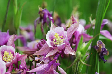 Closeup of the catchment flower in the garden. Selective focus.. Selective focus.