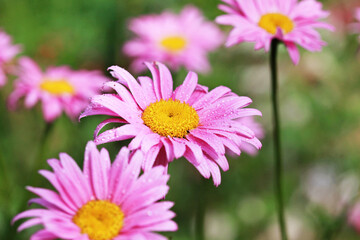 Pink aster flowers in the garden with water drops on the petals. Close-up, selective focus.