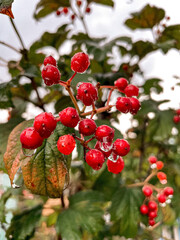 red berries on a branch