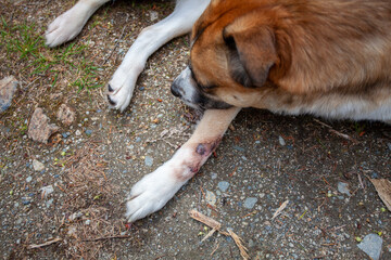 A St. Bernard Husky cross has a painful hot spot (cut), and has licked it until it's red, bleeding and raw. The cut is slow to heal. - obrazy, fototapety, plakaty