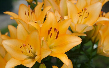 Orange lilies in the summer garden - 521036180