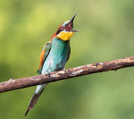 Obraz premium European bee-eater, Merops apiaster. A bird sits on a branch with its beak wide open