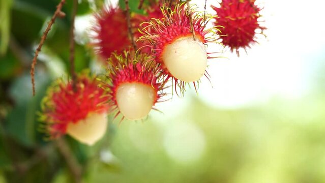 The red Beautiful Fresh rambutan fruit is on the rambutan tree. Appetizing Asia fruit, Peel half of the rambutan fruit