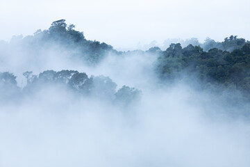 White fog covered tree area inside tropical rainforest.