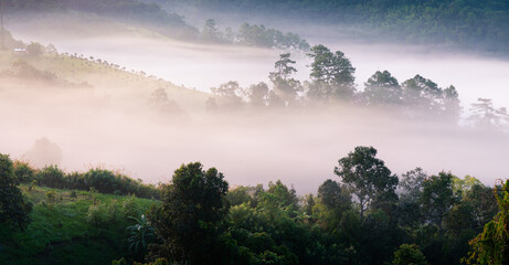 Fog touching sunlight covered tree area inside tropical rainforest.