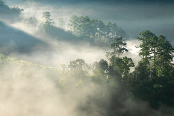 Fog touching sunlight covered tree area inside tropical rainforest.