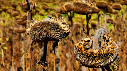 dry, sun burned brown sunflower head in rural field. drought and water shortage concept. climate change and global warming. food shortage heme. blurred background.