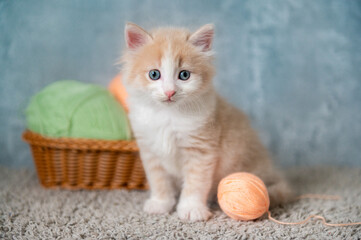 cute ginger fluffy kitten bed in a basket plays with a ball looks at the camera close-up. High quality photo