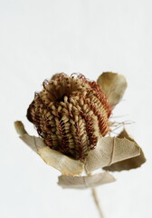 dry flower Protea on white background close up top view. Exotic flower poster. minimal floral card.Poster