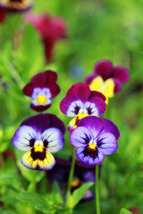 Closeup of colorful flower in the garden. Selective focus.