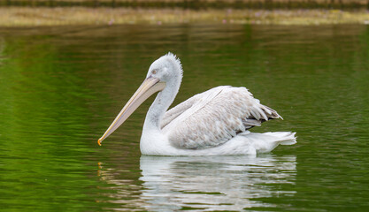 A Dalmation pelican swimming on a leke
