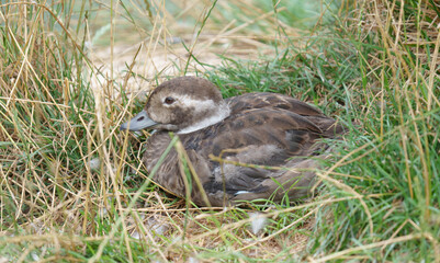 A brown duck resting in the grass