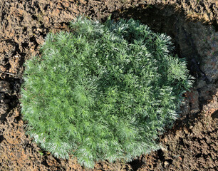 Decorative absinthium or silver wormwood - Artemisia schmidtiana Nana