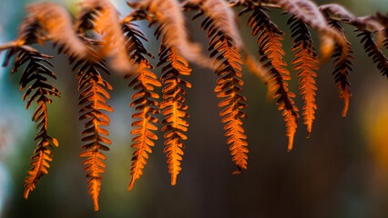 Macro de feuilles de fougère sauvages, aux teintes orangées
