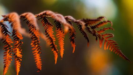 Macro de feuilles de fougère sauvages, aux teintes orangées