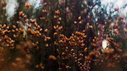 Macro de fleurs de bruyère sauvages, photographiées pendant le crépuscule