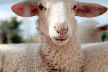 Fototapeta premium Cute sheep baby looking at camera