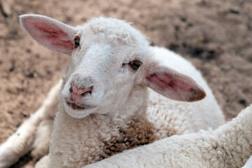 Cute sheep baby looking at camera