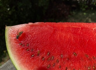 a wasp sits on a cut watermelon with red fruit and seeds