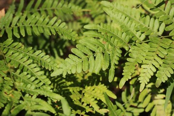 fern leaves