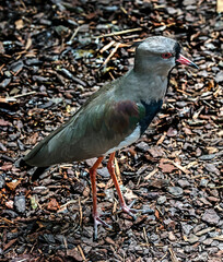 Naklejka premium Southern lapwing on the ground. Latin name - Vanellus chilensis
