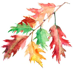 Watercolor autumn oak leaves on white background.