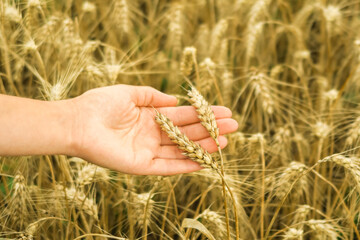 Fototapeta na wymiar food crisis concept. hand holding wheat against the background of a wheat field