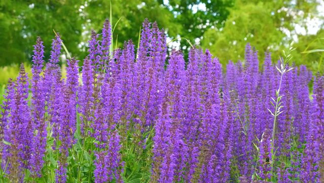 Bright purple sage blossomed in spring. Lavender purple flowers.
background of purple flowers blooming sally with greenery in the background.Salvia pratensis, meadow clary or meadow sage purple.