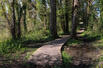 Passerelle forestière