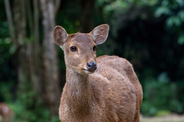 Female sambar deer in the forest