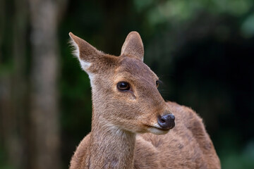 Female sambar deer in the forest