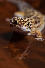 Leopard gecko inside a dried leaf