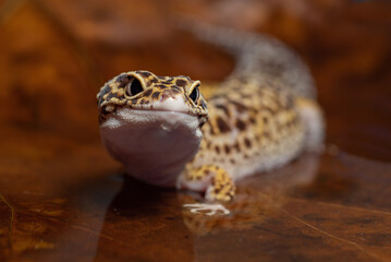 Leopard gecko inside a dried leaf