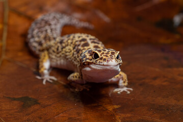 Leopard gecko inside a dried leaf