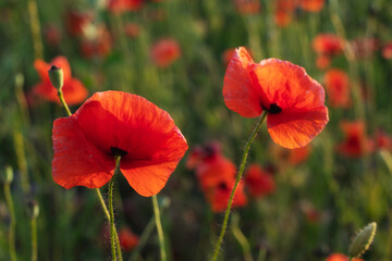 Red poppy flowers in a field. Poppies meadow