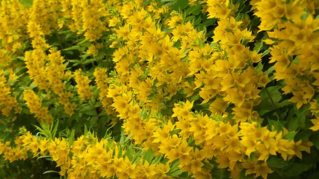 Yellow flowers on a branch, dense background of yellow flowers, beautiful blooming flowers