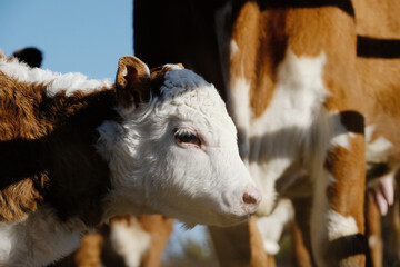 Hereford calf with beef cattle herd on Texas ranch close up.