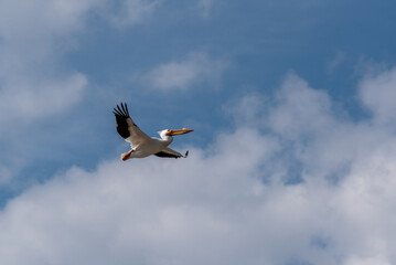 American White Pelican In Flight