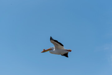 American White Pelican In Flight