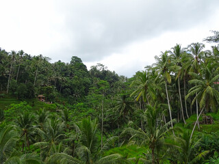 Fototapeta na wymiar Green scenery of Tropical, Tegalalang, indonesia