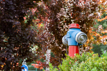Red and blue hydrant in nature or in a park surrounded by leaves