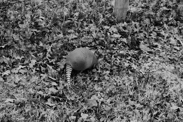 Armadillo in Texas nature during winter.