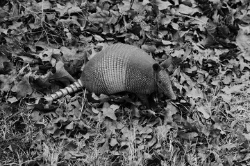 Armadillo in black and white close up during Texas winter in leaves.