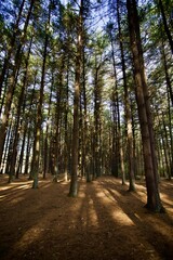 footpath in the woods